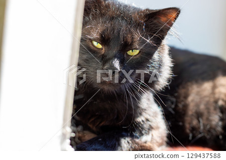 This is a closeup photo of a striking black cat with bright yellow eyes 129437588