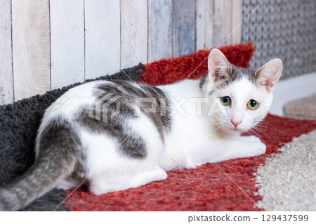 A white and gray colored cat is peacefully laying on a rug 129437599