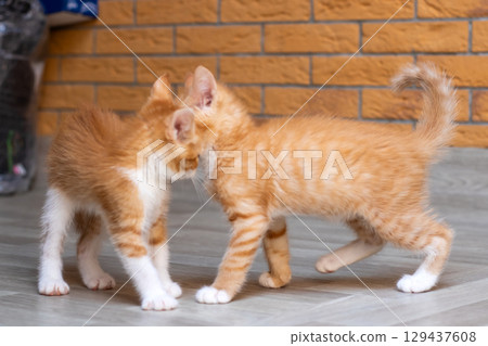 There are two adorable orange and white kittens standing side by side 129437608