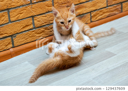 Two playful kittens are tumbling on the floor by a brick wall Two playful kittens are tumbling on the floor by a brick wall 129437609