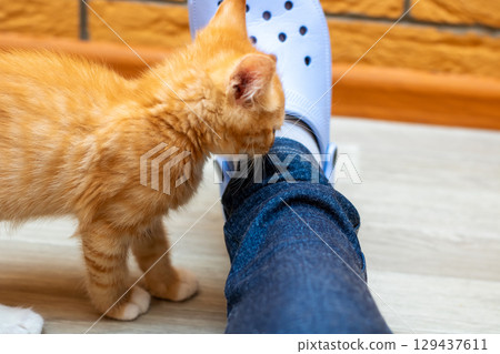 An adorable orange kitten is curiously sniffing a person s leg 129437611