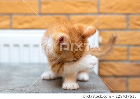 A small orange and white kitten is scratching its body on a table A small orange and white kitten is scratching its body on a table 129437613