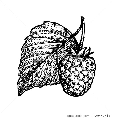 Raspberry with leaf ink sketch. Raspberry with leaf ink sketch. 129437614