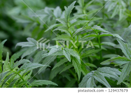 Valerian (Valeriana officinalis). Close-up of the green leaves of valerian, a medicinal herb. Valerian (Valeriana officinalis). Close-up of the green leaves of valerian, a medicinal herb. 129437679