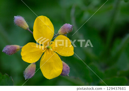 Celandine (Chelidonium majus) with leaves and yellow flowers, growing in the wild 129437681