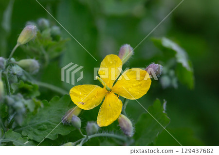 Celandine (Chelidonium majus) with leaves and yellow flowers, growing in the wild close up 129437682