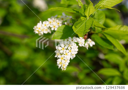 Bird cherry branch with white flowers - Latin name - Prunus padus 129437686