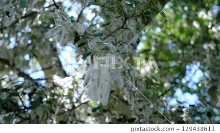 A detailed close-up of a tree branch covered in fluffy white cotton-like seed clusters, with blurred green leaves and a bright sky in the background. 129438611