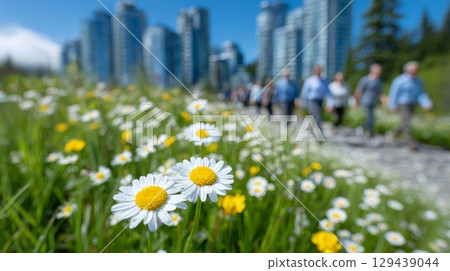 Wild daisies flourish amidst bustling city center urban landscape floral photography vibrant environment close-up view nature's resilience Wild daisies flourish amidst bustling city center urban landscape floral photography vibrant environment close-up view nature's resilience 129439044