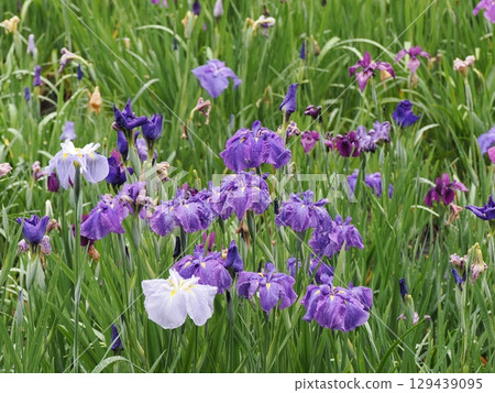 Iris that gets wet in the rain 129439095