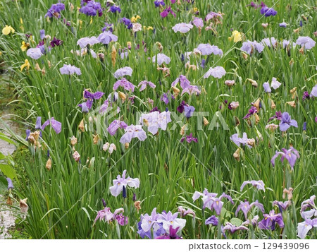 Iris that gets wet in the rain Iris that gets wet in the rain 129439096