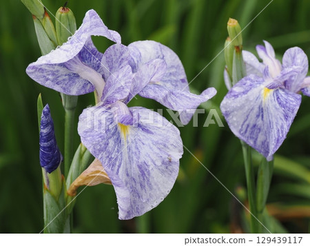 花虹膜在雨中被弄濕 129439117