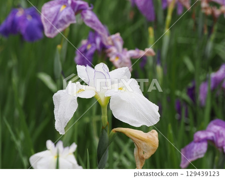 Iris that gets wet in the rain 129439123