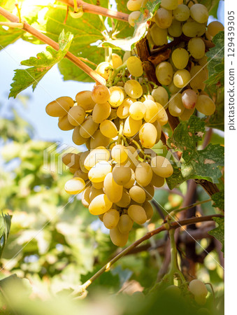 Yellow-white grapes grown in the garden without the use of chemicals, 100% natural grapes, hanging on the bushes until autumn 129439305