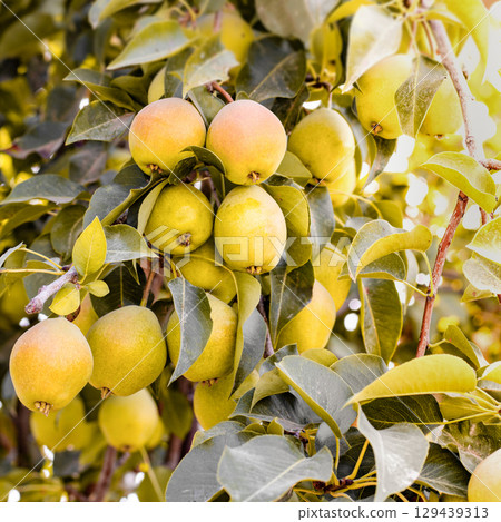 Natural pears grown in the garden without the use of chemicals, hanging on the bushes before autumn, 100% natural pears 129439313