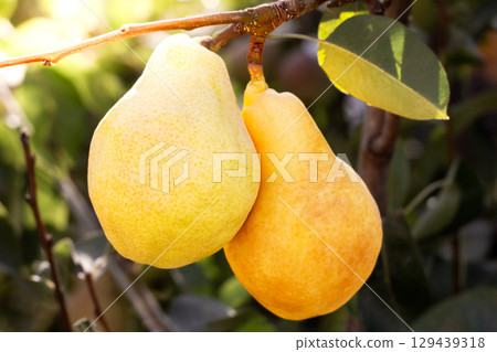 Natural pears grown in the garden without the use of chemicals, hanging on the bushes before autumn, 100% natural pears 129439318