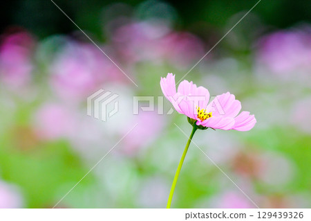 A single cosmos flower with a bokeh background 129439326