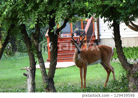 Young Deer Standing Among Trees Young Deer Standing Among Trees 129439598