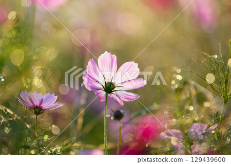 Cosmos field sparkling with morning dew 129439600