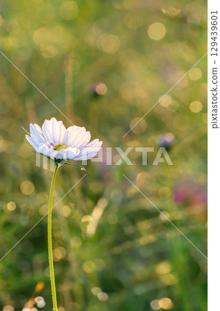 A single white cosmos flower wet with morning dew 129439601