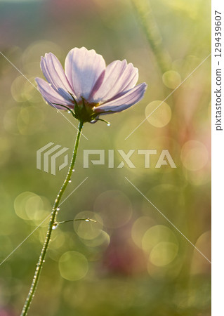 Pale pink cosmos shining in the backlight 129439607