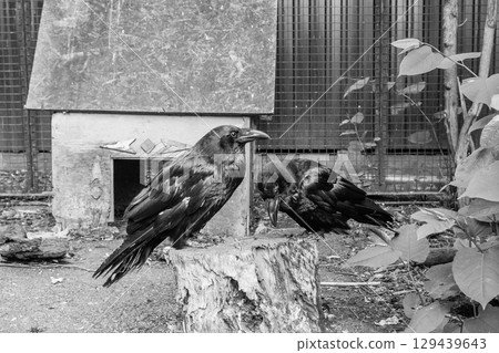 Beautiful black crows sit on a stump Beautiful black crows sit on a stump 129439643