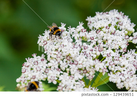 The bee sits on white flowers 129439651