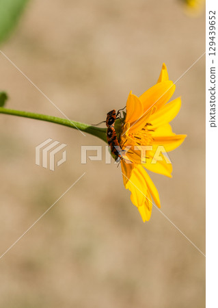 Red insects on a yellow flower Red insects on a yellow flower 129439652