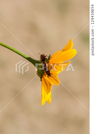 Red insects on a yellow flower 129439654