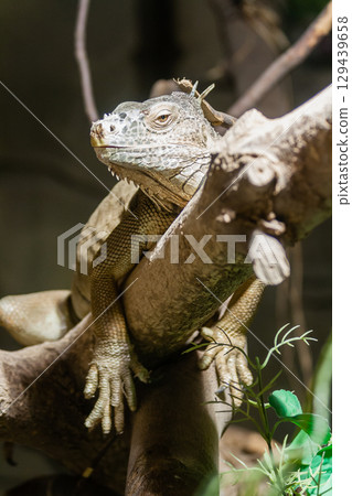 Iguana lies on a branch Iguana lies on a branch 129439658