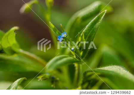 Macro field flowers blue with green leaves 129439662