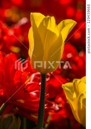Macro of yellow and red tulips on a background of green grass 129439668