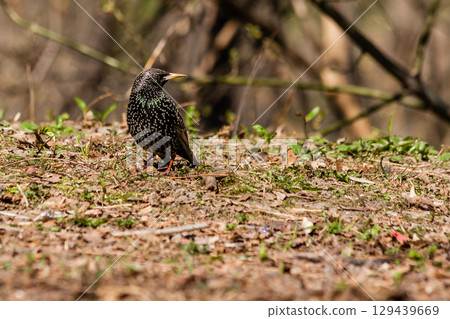 Starling walks the ground in search of worms 129439669