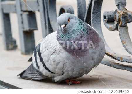 portrait of a beautiful dove 129439710