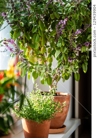 Blooming thai Basil and thyme in clay pots on windowsill at home. Cultivation homegrown spicy herbs Blooming thai Basil and thyme in clay pots on windowsill at home. Cultivation homegrown spicy herbs 129439904
