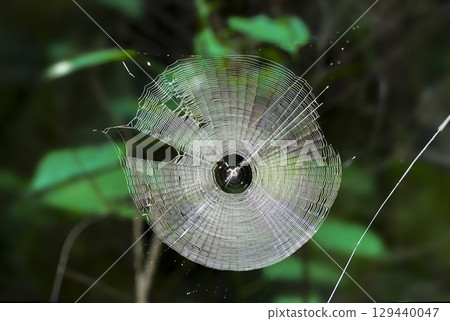 美麗的圓形蜘蛛網 美麗的圓形蜘蛛網 129440047