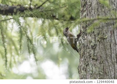 綠啄木鳥棲息在一棵樹上 129440048