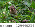 Wild baby monkey 129440234