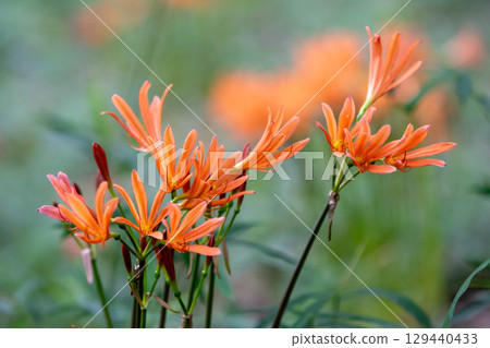 狐狸騎手 129440433