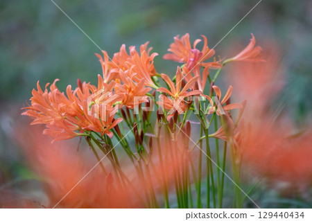 狐狸騎手 129440434