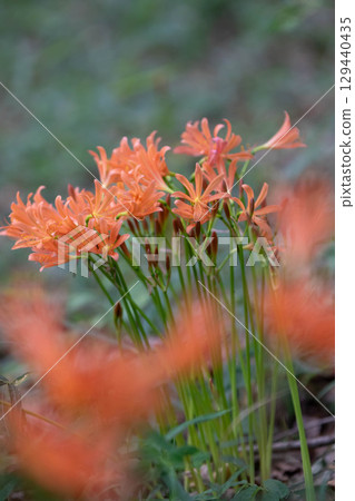 狐狸騎手 129440435