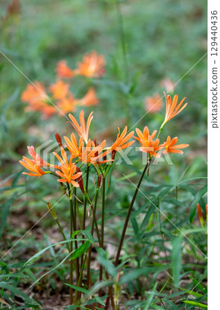 A fox rider A fox rider 129440436