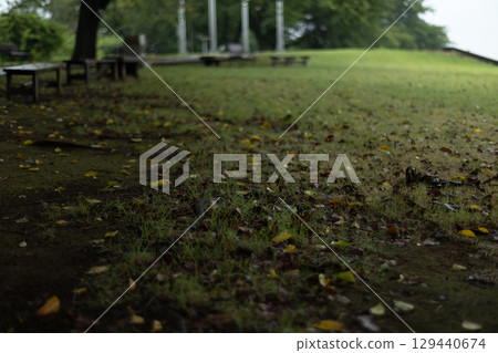 Rainy park with lawn and shaded benches Rainy park with lawn and shaded benches 129440674