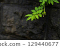 濕石牆上長出的綠葉 129440677