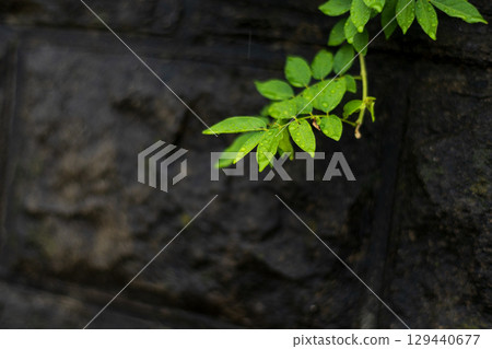 Green leaves growing from a wet stone wall Green leaves growing from a wet stone wall 129440677