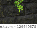 濕石牆上長出的綠葉 129440678