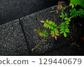 石階縫隙間生長的綠色植物 129440679