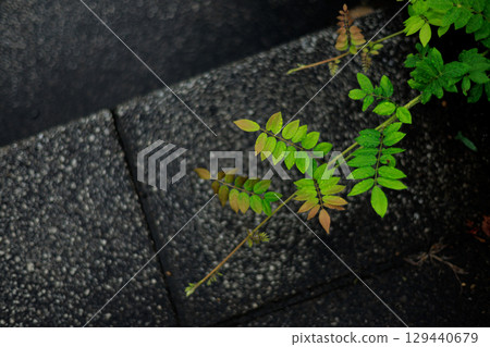 石階縫隙間生長的綠色植物 129440679