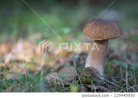 Fresh bolete mushroom growing in forest 129440930