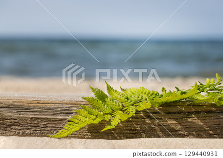 Green fern leaf on wooden log at beach 129440931